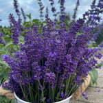 2 Phenomenal Lavender Plants 4–7" Tall, Fragrant Lavender Flowering Garden Plants for Patio, Containers and Backyard Landscaping