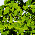 5 Dormant Ginkgo Biloba Trees Live Plants, 6 to 12 Inc Tall Ginkgo Trees Seedlings, Bare Roots, Very Cold Hardy