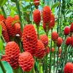 5 Awapuhi Shampoo Ginger Roots, Zingiber Zerumbet Rhizomes for Planting, Tropical Perennial Ginger Plant for Landscaping