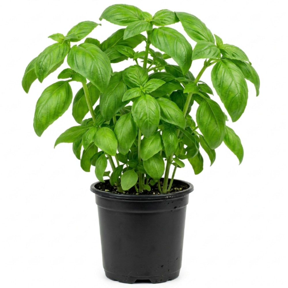 Sweet Basil Plant in 4 Inch Pot - 4-6 Inch Tall Herb Plants