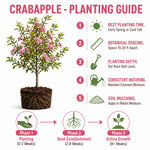 Red Crabapple Tree Live Plant in Quart Pot, Ornamental Fruit-Bearing Trees for Outdoor Planting, Hardy Flowering Landscape Plants