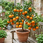 Mandarin Orange Tree, Sweet Mandarin Plants Live, 1.5 Years Old Plant, Well Rooted in 1 Gallon Pot, 1-2 Feet Tall, Citrus Fruit Tree for Patio and Outdoor Garden