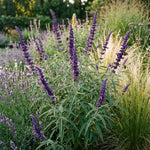 3 Dark Purple Salvia Sage Plants 4–7" Tall, Perennial Live Flowering Garden Plants for Outdoor Growing, Vibrant Salvia Plant Starter