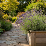 Purple Lavender Plant Live, Live Lavender Plants for Outside, Lavandula Starter Plant in 4 Inches Pot, Fragrant Plant for Indoor Outdoor Planting