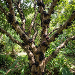 Black Jaboticaba Tree Live Plant, 1 Feet Tall, Tropical Fruit Tree for Garden, Patio Pots