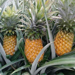 2 Gold Pineapple Plant Live 4-7 Inch Tall, Yellow Pineapple Fruit Plant, Sweet Fruit Plants for Growing in Garden
