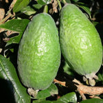 Guava Tree Live Plant, 5 to 7 Inc Tall, Pineapple Guava Plant Live for Planting, Zone 9 to 11