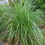 10 Live Lemon Grass Plants for Outside, Lemongrass Plants Live, No Pot, Well Rooted, Trim Back, Fresh Fragrant Lemon Grass Stalks Plants for Outside Live