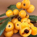Loquat Tree Live Plant, 5 to 9'' Tall, Live Loquat Plant Tree Pot, Cold Hardy Garden, No Ship to CA