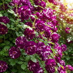 Climbing Roses Live Plants, Rose Bushes Ready to Planting, No Pot, Cut Back, Well Rooted, 6-8 Months Old (Striped Purple)