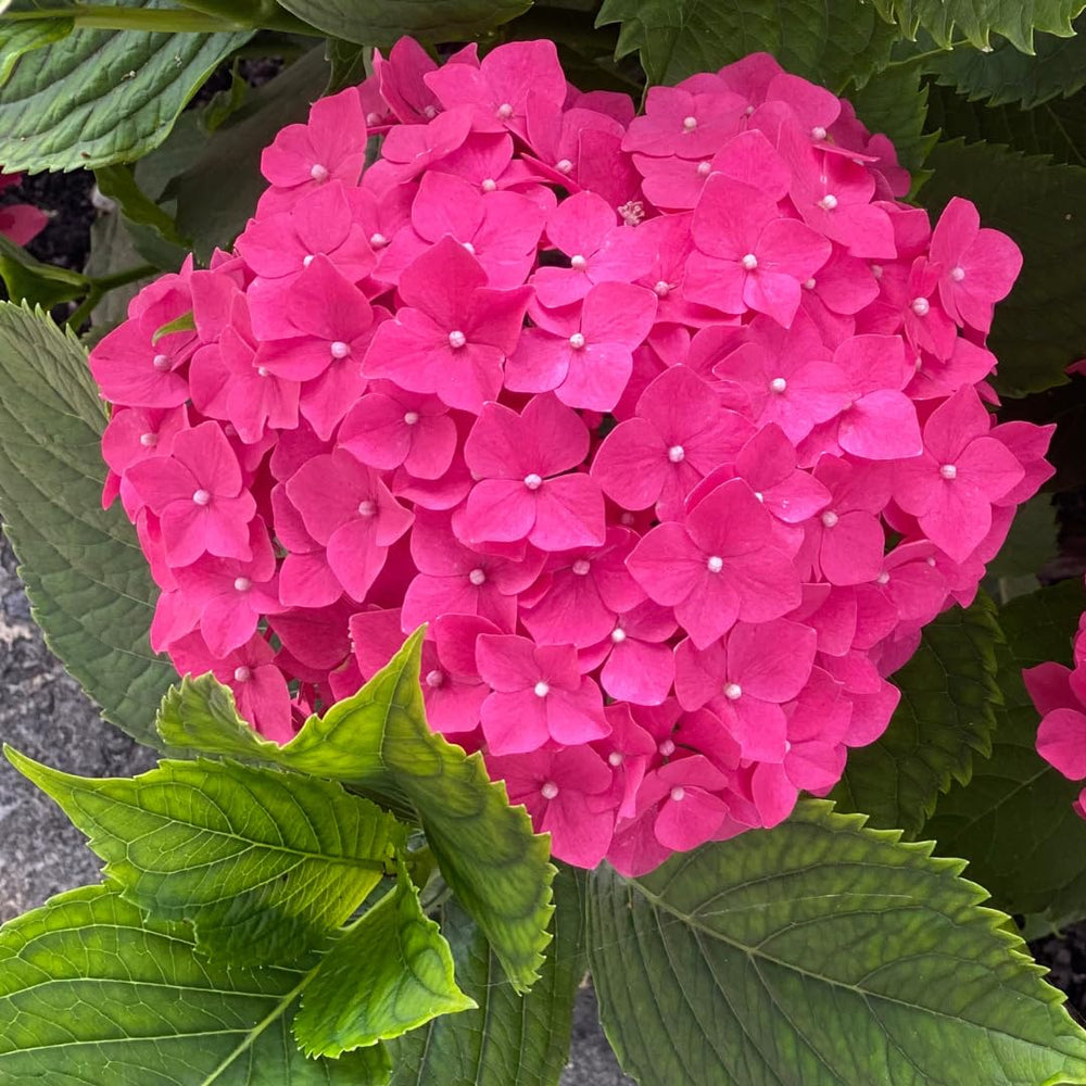 Hydrangea Plant Live Tree, Pink to Blue Purple Color Bloom, 5-10" Well-Rooted Hydrangea Shrub Bush for House Planting Outdoor, Dormant