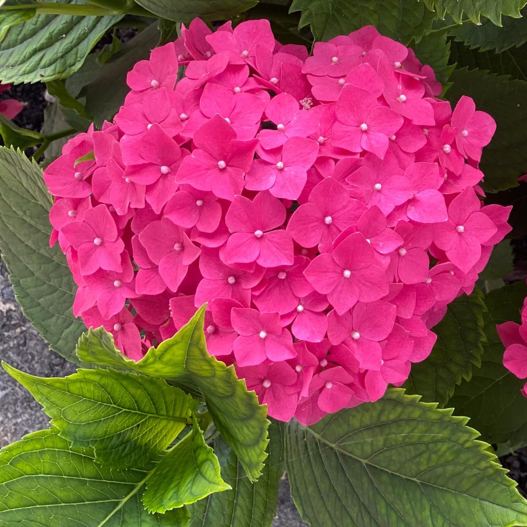 Hydrangea Plant Live Tree, Pink to Blue Purple Color Bloom, 5-10" Well-Rooted Hydrangea Shrub Bush for House Planting Outdoor, Dormant