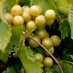 Set 3 Bronze Muscadine Grape Plants Live, 4-6 Inch Tall Well Rooted Vines for Outdoor Planting