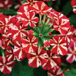 Set 2 Verbena Live Plants, Perennial Verbena Flowers, Long-Lasting, Hardy Flowering Plant for Planting (Red White)