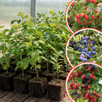 Set of 3 Mixed Fruit Plants Live, Raspberry, Blueberry and BlackBerry, 4–8 Inch Tall Assorted Berry Seedlings, Indoor Outdoor Garden Plants