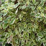Butterfly Bush Plant Live, Perennial Buddleia Bushes Ready to Grow Outdoor 4-8 Inches (Variegated Leaves Buddleia)