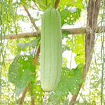 Pack 2 Pots Luffa Plants Live in 4 Inch Pots, Loofah Gourd Vine Starter Plants, 4-8” Tall Luffa Vegetable Vine Seedlings for Planting