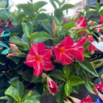 2 Red Stripe Mandevilla Plants Live 4–7" Tall, Live Mandevilla Flowering Tropical Vines for Patio, Containers and Backyard Landscaping