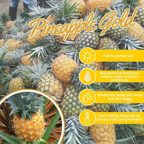 2 Gold Pineapple Plant Live 4-7 Inch Tall, Yellow Pineapple Fruit Plant, Sweet Fruit Plants for Growing in Garden