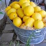 Grafted Meyer Lemon Tree Live Plant, Sweet Lemon Citrus Tree 2-3 Ft Tall, Edible Fruit, Lemon Plant for Outdoor Garden