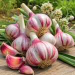 4 XL Size Chesnok Red Garlic Bulbs for Planting Outdoors, Heirloom 0.5 Pound, 4-5 Jumbo Bulbs Garlic for Fall Planting