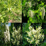 2 Black Locust Seedlings Bare Roots, Hardy Black Locust Tree for Outdoor Planting, 6-8 Inches Tall, Well-Rooted, Ready to Grow
