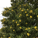 Chestnut Plant Live 6-12 Inches Tall, Chestnut Bareroot Tree