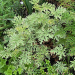 2 Variegated Scented Geranium Plants Live 4–7 Inches Tall, Fragrant Flowering Geranium Herb Plant, Indoor Outdoor Container Plant for Garden