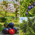 Black Plum Tree Live Plant, Home Orchard Tree, 2-3 Ft Tall