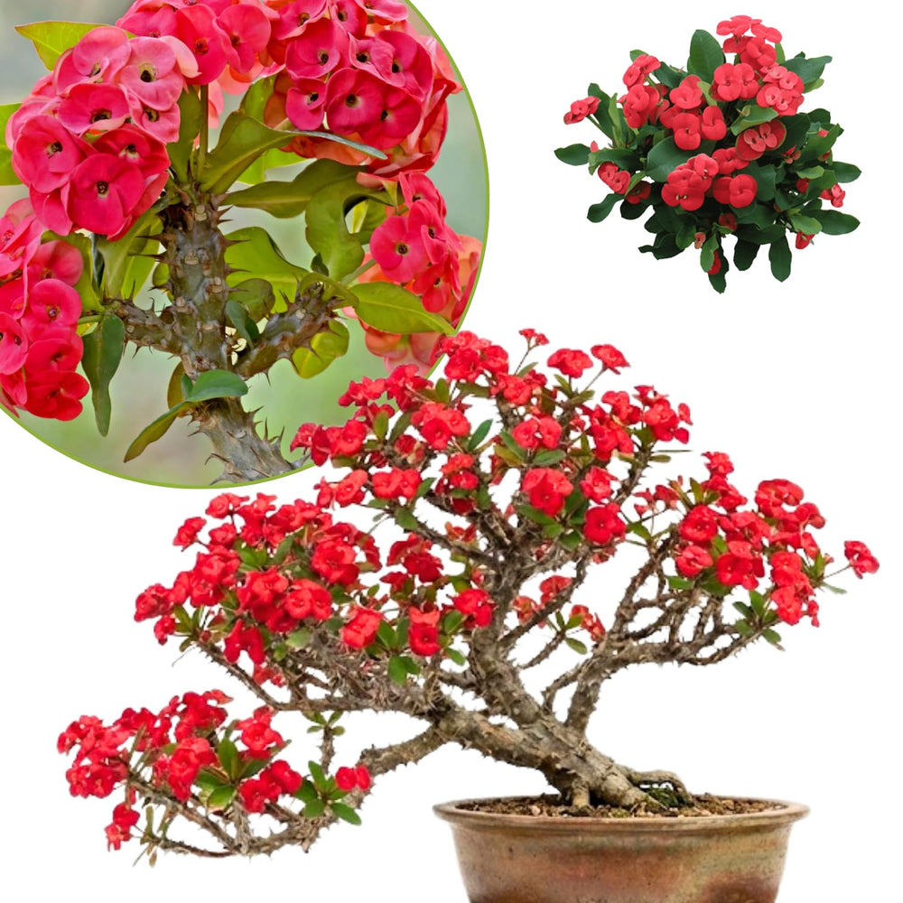 Crown of Thorns Plant Live, Euphorbia Milii Succulent Live Plant, 4-8 Inch Tall Flowering Houseplant with Year-Round Blooms, No Pot (Red)