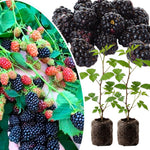 Pack 2 Thornless BlackBerry Plants Live to Grow 4 to 8 Inch Tall, BlackBerry Bush Live Plant, Sweet Blackberries Fruit Tree Indoor Outdoor (Osage BlackBerry)
