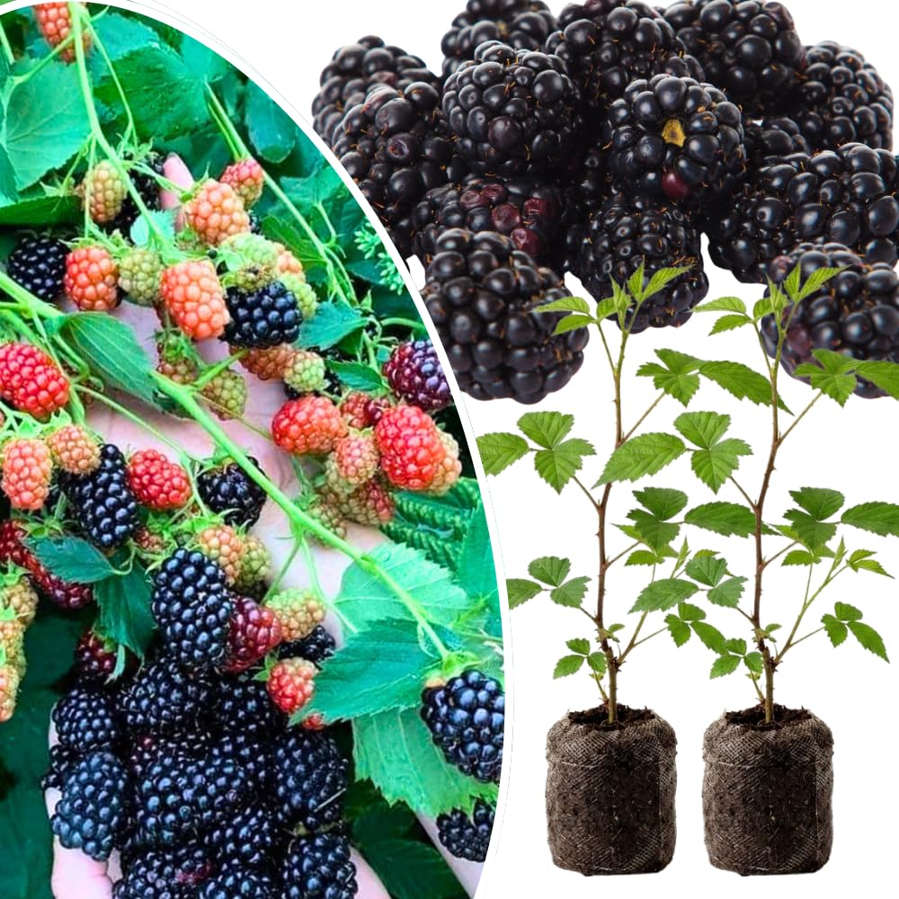 Pack 2 Thornless BlackBerry Plants Live to Grow 4 to 8 Inch Tall, BlackBerry Bush Live Plant, Sweet Blackberries Fruit Tree Indoor Outdoor (Osage BlackBerry)