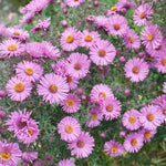 Aster Live Plant, Aster Plant Live, Perennial Asters Plants, Vibrant Flower Blooms, 5-7 Inches in Height for Growing (Pink)