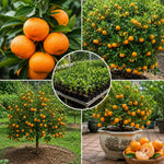 Satsuma Mandarin Fruit Tree Live Plant, Citrus Mandarin Tree in 1 Gallon Pot, Edible Fruit Plant, Compact Fruiting Tree for Garden