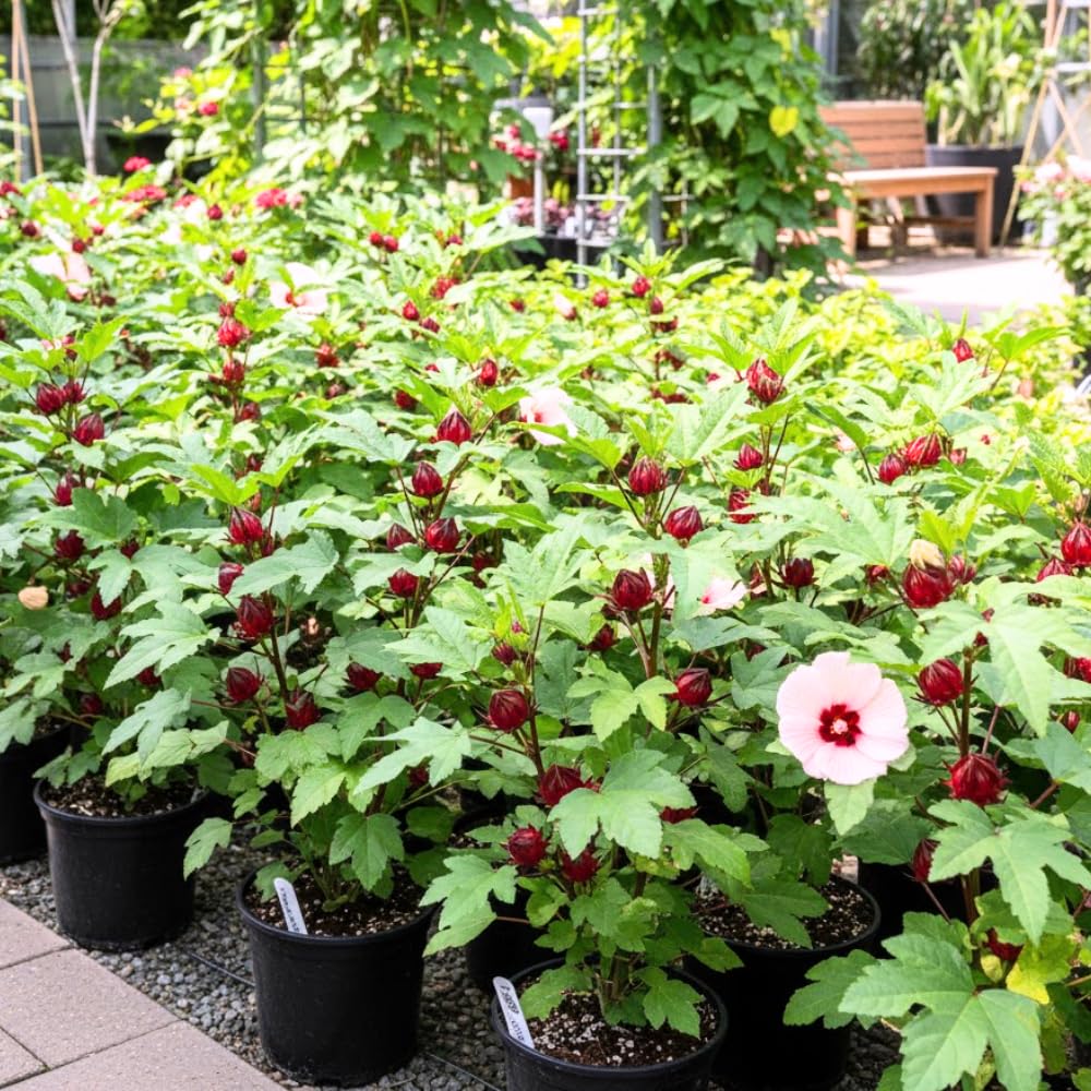 Sabdariffa Roselle Hibiscus Plant Live 4 to 8 Inch Tall, Jamaican Red Roselle Hibiscus Live Plant to Grow, in 4" Pot