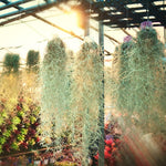 Fresh Spanish Moss Live Air Plant, 1 Clump 10" Long, Tillandsia Air Plants Decorative Garden Craft Basket