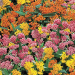 4 Assorted Milkweed Plants Live, Butterfly Milkweed Asclepias Tuberosa, Tropical-Style Blooms for Outdoor Gardens, 4-9" Height, No Pot