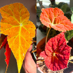 2 Live Begonia Angel Wing Maculata Set, Size 5-9 Inch Tall, Assorted Polka Dot Begonia Plants, Indoor Outdoor Decorative Houseplants (Begonia Autumn)