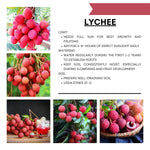Lychee Fruit Tree 12-18" Tall, Well-Rooted Litchi Plant in One Gallon Pot, Hardy Tropical Tree for Garden and Patio