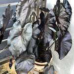 Colocasia Elephant Ears Live Plant, Alocasia Plant, Esculenta Taro Live Houseplant, 5-7 Inc Tall (Black)