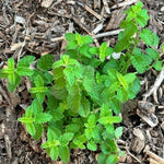 Set of 2 Strawberry Mint Plants Live 4-6 Inches, Perennial Mint Plants, Fragrant Herbs for Growing Outdoor Indoor