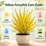 2 Lynwood Forsythia Plants Live in 4'' Pot, Lynwood Gold Forsythia Flowering Shrubs 6-10 Inch, Hardy, Winter Dormant, Outdoor Growing