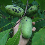 2 Paw Paw Tree Live Plant Seedlings, Pawpaw Tree Live Plant, 6Inc to 10Inc Tall Long, Hardy Pawpaw Plants