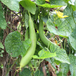 Luffa Plant, 4 Inch Pot Loofah Gourd Vine for Garden Planting, 4–8” Tall Starter Vegetable Plant