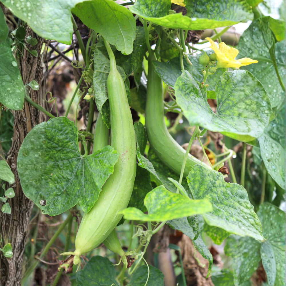Luffa Plant, 4 Inch Pot Loofah Gourd Vine for Garden Planting, 4–8” Tall Starter Vegetable Plant