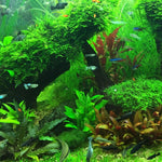 Aquarium Water Grass Seeds, 100 Aquarium Plant Seeds, Water Grass Ground Covering Plant Seed, Grass Seed for Ground Covering