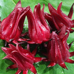Set of 2 Cranberry Hibiscus Live Plants, Tropical Hibiscus Bush, 4-6 Inches Tall, Outdoor Garden Plant, Very Hardy