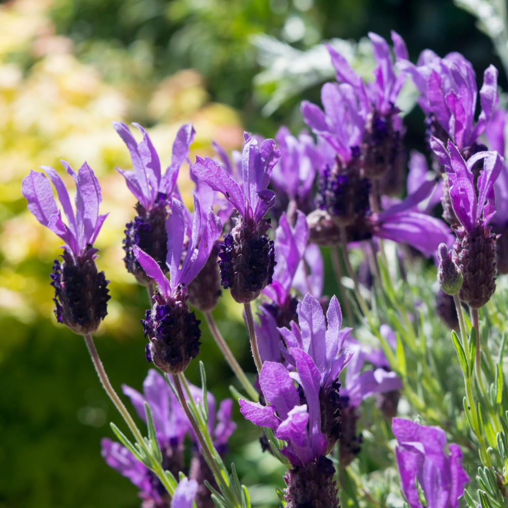 Pack 2 Lavender Live Plants 4-8 Inches, Hardy Fragrant Perennial Outdoor Herb Plant (Spanish Lavender)