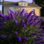 2 Vibrant Buddleia Butterfly Bush Plants Live, Butterfly Bushes Plant for Outdoor Garden, 5 to 9 Inch Tall Perennial Coloful Flowers Plant, No Pot (Black-Purple)
