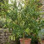 Green Finger Lime Citrus Tree Live in 1 Gallon Pot, Rare Lime Fruit Tree for Patio, Container Garden and Outdoor Growing, 1-2 Feet Tall